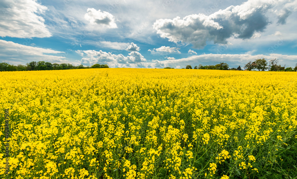 Blooming rapeseed field against a cloudy sky