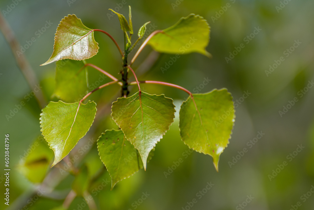 Green poplar leaves emerging in spring Green poplar leaves emerging in spring