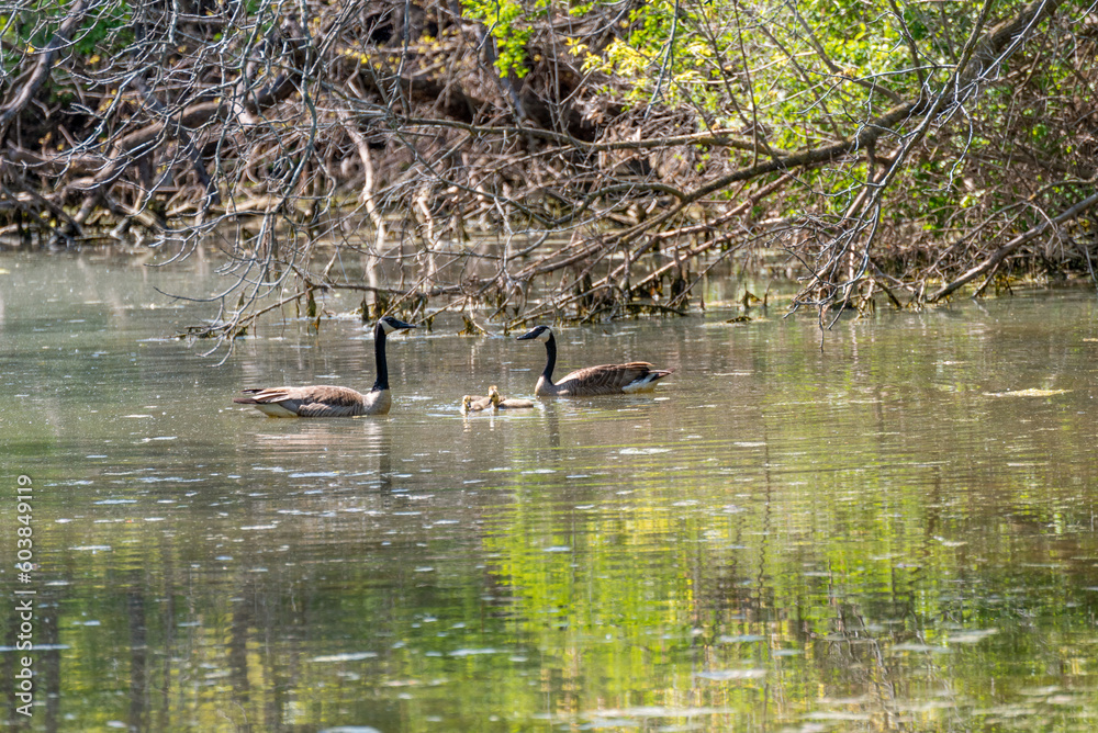 Canada Geese And Goslings Swimming On The Pond In Spring Canada Geese And Goslings Swimming On The Pond In Spring