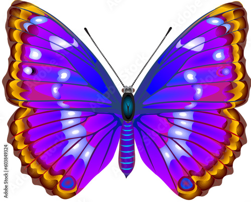 Tropical butterfly