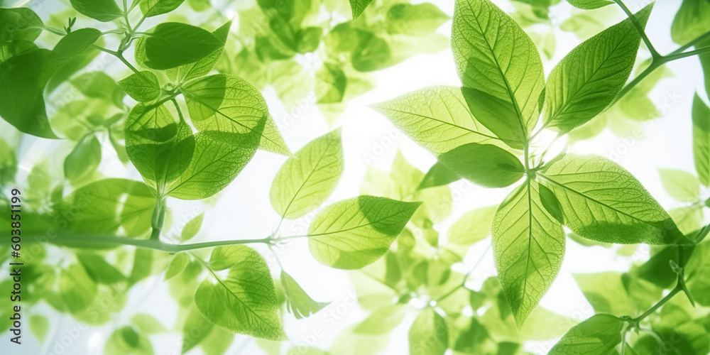 Green leaves and sun. natural green background with selective focus Green leaves and sun. natural green background with selective focus