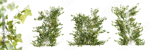Photo Set of Hedera Helix creeper plant, isolated on white background