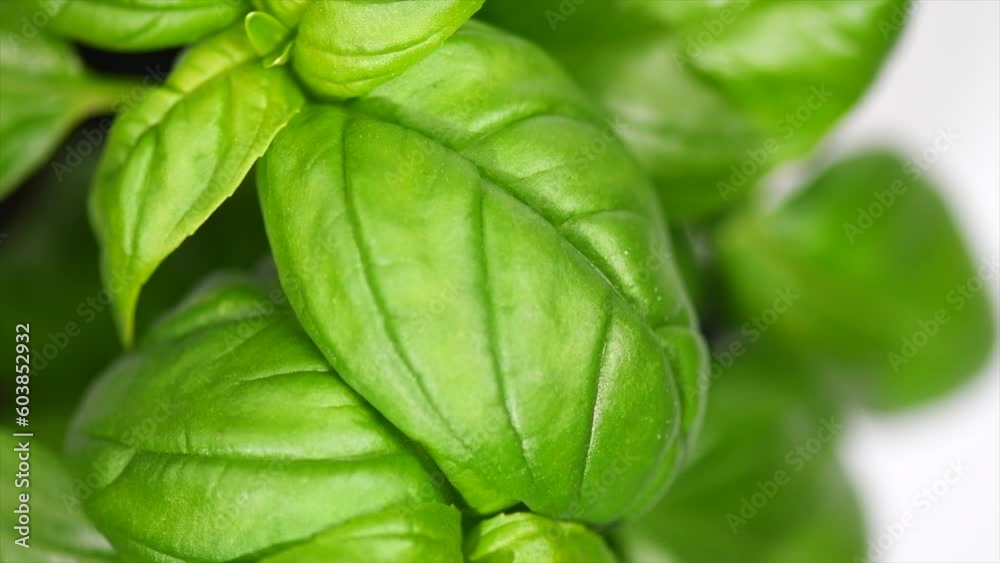 Basil leaves over black background. Green basil growing. Fresh Flavoring. Nature healthy food backdrop, close-up. Vegetarian concept. Basils plant closeup Basil leaves over black background. Green basil growing. Fresh Flavoring. Nature healthy food backdrop, close-up. Vegetarian concept. Basils plant closeup