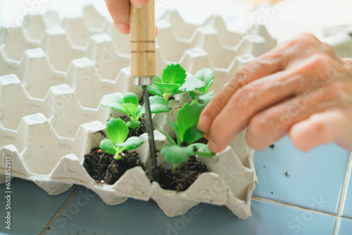 Reused egg trays as biodegradable pots for seedlings, sustainable home gardening and connecting with nature .