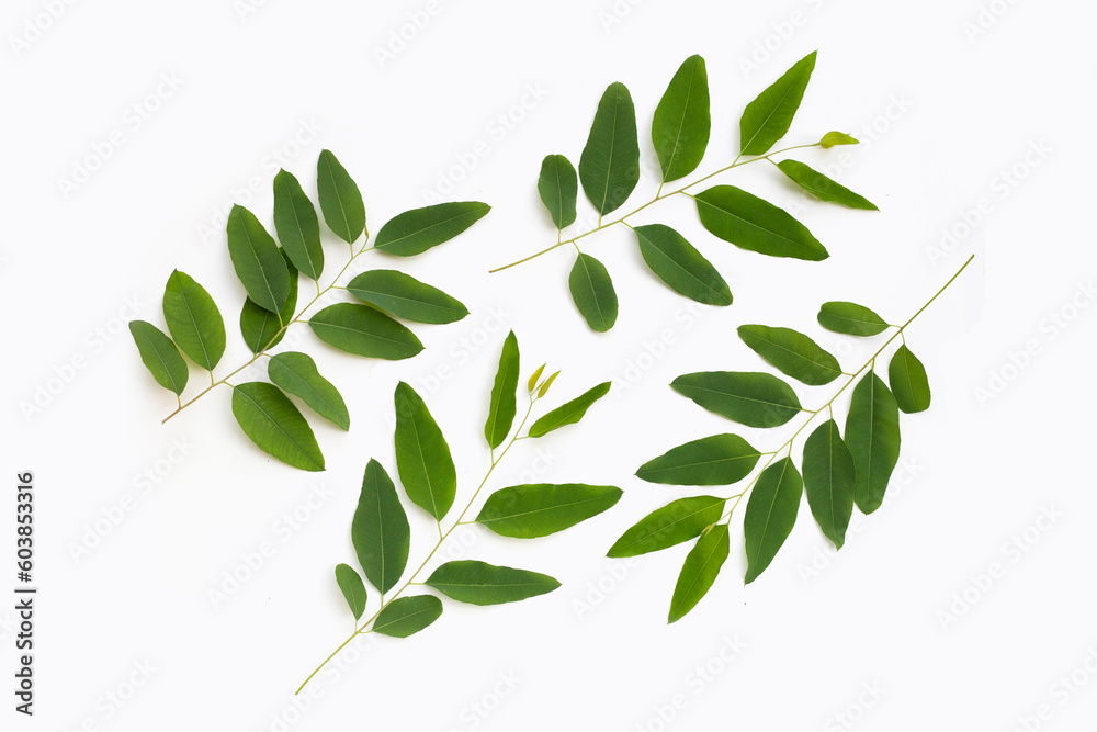 Eucalyptus leaves on white background. Eucalyptus leaves on white background.
