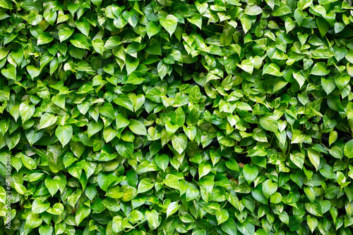 Wallpaper Mural Golden pothos or devil's ivy leaves (Epipremnum aureum). Plant wall background. Torontodigital.ca