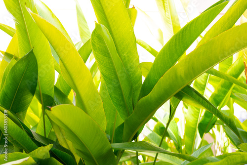Heliconia guadalupe plant, green leaves