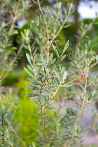 Olive tree in the garden