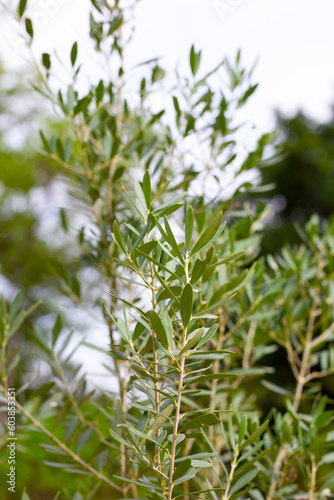 Olive tree in the garden