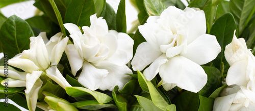 Cape jasmine or garden gardenia flower