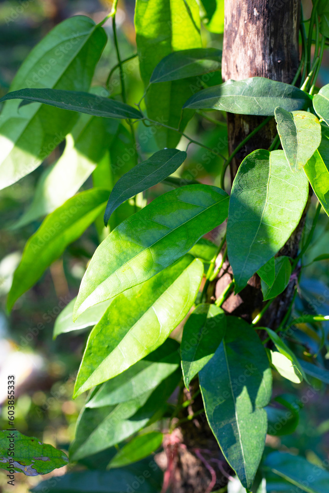 Tiliacora triandra leaves. Green leaf herb Tiliacora triandra leaves. Green leaf herb