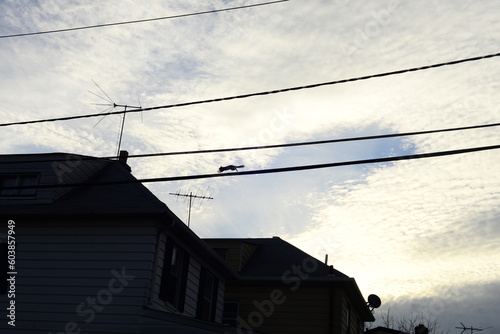 A squirrel running on electrical wires.