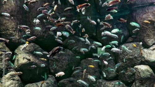 his video showcases a large variety of fish swimmi photo