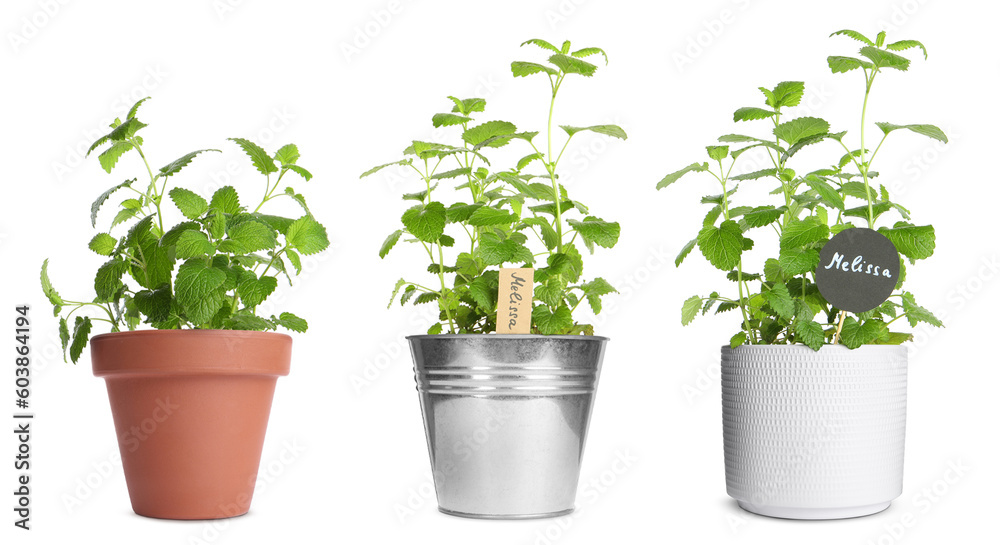 Lemon balm (Melissa) plants growing in different pots isolated on white