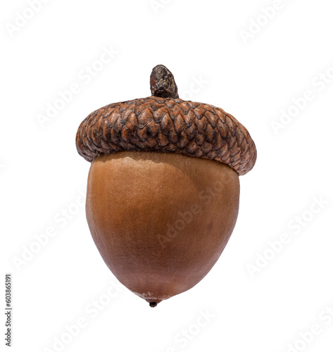 Brown acorn oak nut isolated cutout on transparent photo