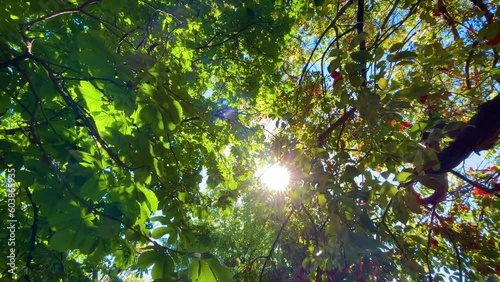 Bright afternoon sun shining through leaves of trees with sun lens flare at park, forest in slow motion: nobody, no people. Abstract, b-roll, environment and nature concept photo