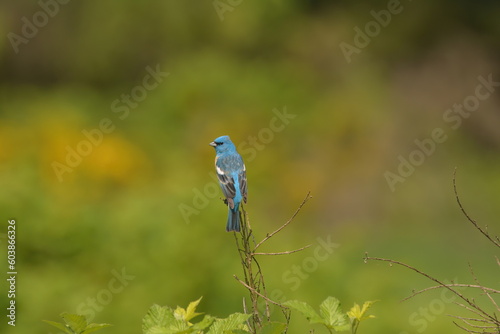 Male Lazuli Bunting on a twig © Birdmanclark