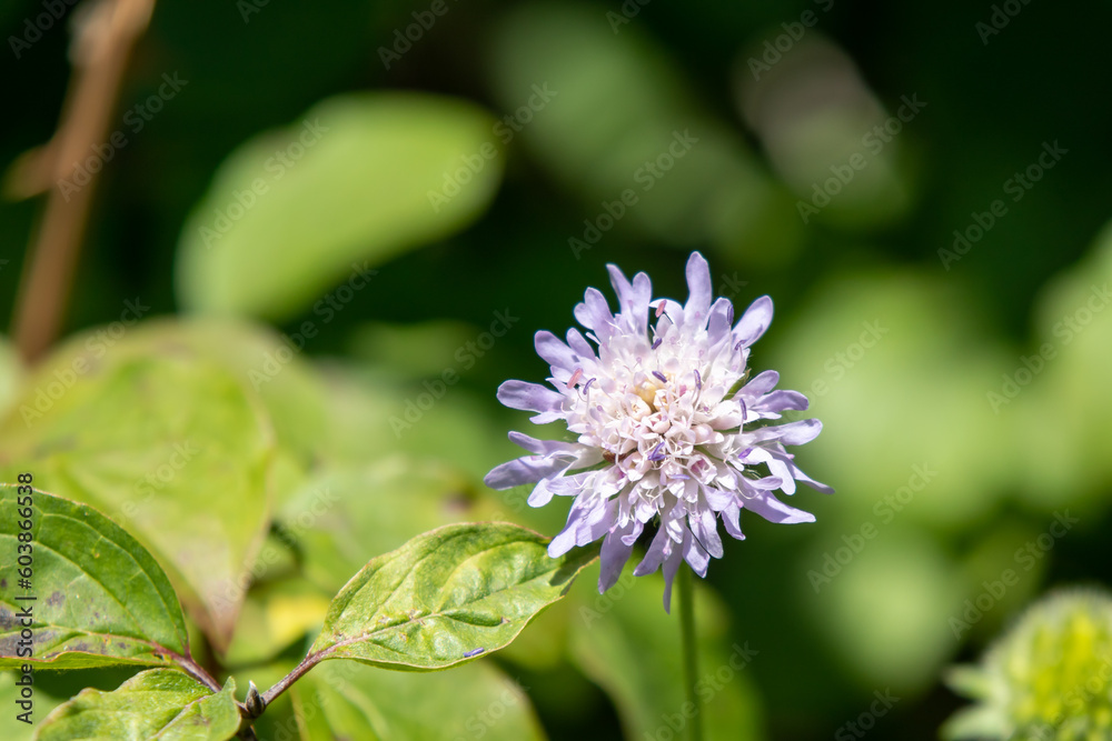 Field Scabious or Knautia Avensis Field Scabious or Knautia Avensis