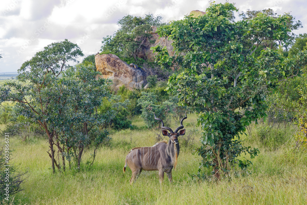 Fototapeta premium Kudu in Kruger Park, South Africa