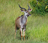 Kudu in Kruger Park, South Africa
