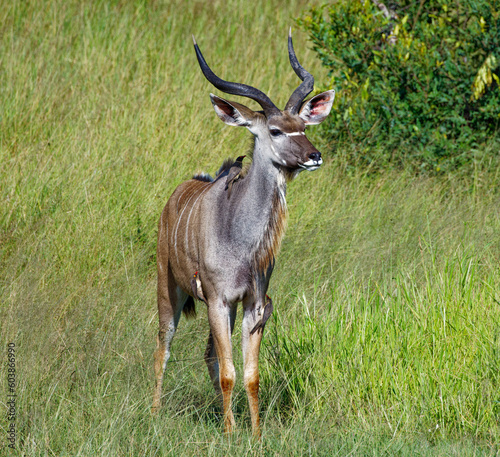 Kudu in Kruger Park  South Africa