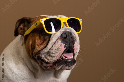 Bulldogue ingles com oculus amarelo e fundo marron