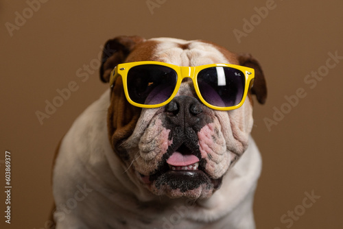 Bulldogue ingles com oculus amarelo e fundo marron
