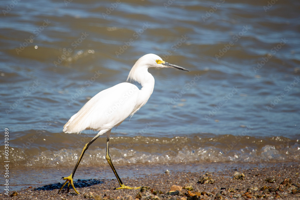 Obraz premium Garça Branca (Egretta thula). Florianópolis. Brasil.