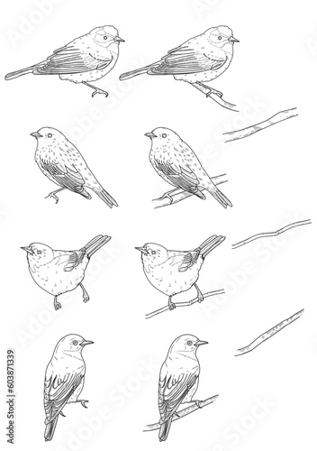 set of birds