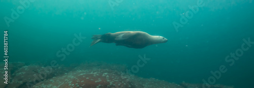 Sea Lion Swimming Underwater in the Pacific Ocean on the West Coast. Hornby Island  British Columbia  Canada.