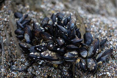 Mussels on rocks