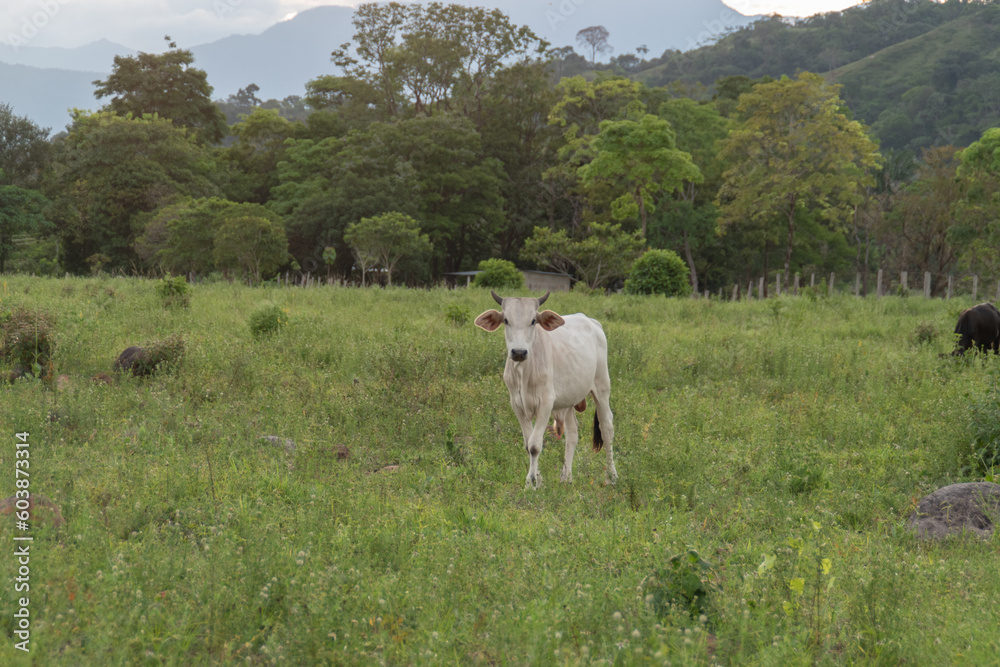 White calf enjoying its fresh grass in the pasture White calf enjoying its fresh grass in the pasture