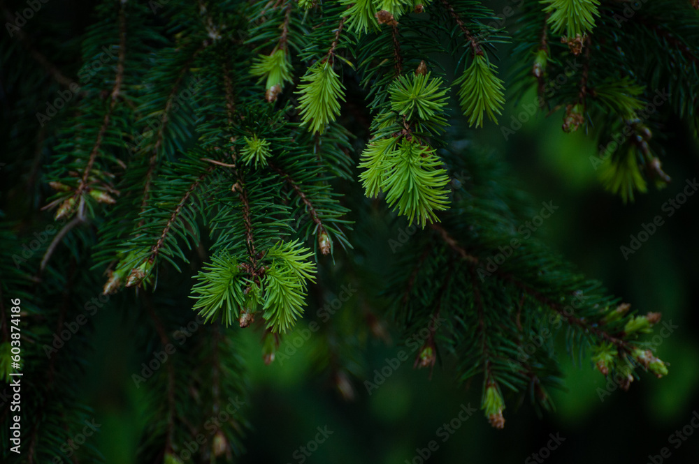 Close up of spruce tips in the forest, growing Close up of spruce tips in the forest, growing