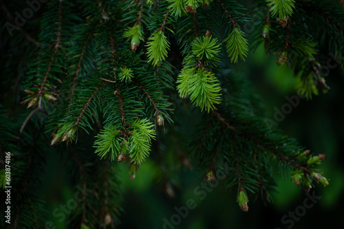 Close up of spruce tips in the forest, growing