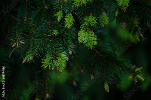 Close up of spruce tips in the forest  growing