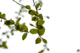 Entangled Green Leaves