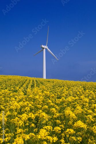 菜の花の丘と風力発電 © kiyo
