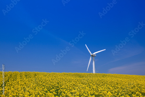 菜の花の丘と風力発電