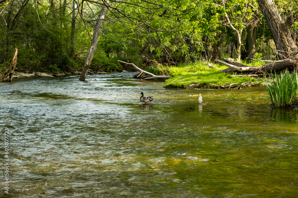 Duck in a river Duck in a river