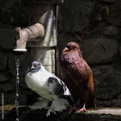 Zwei verschiedenfarbige Tauben sitzen an einem alten Wasserbrunnen