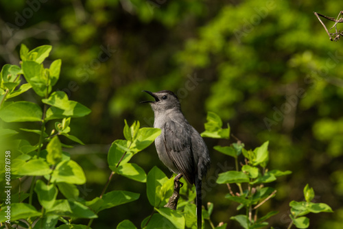 bird on a branch