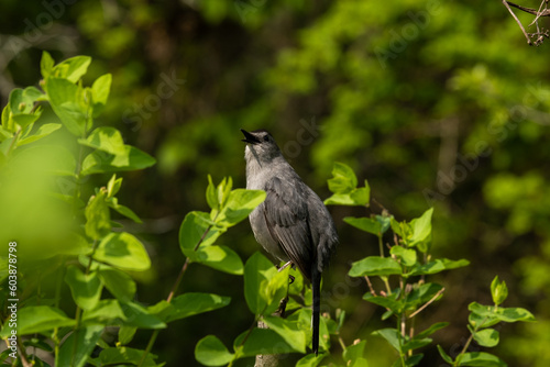 Bird in a tree
