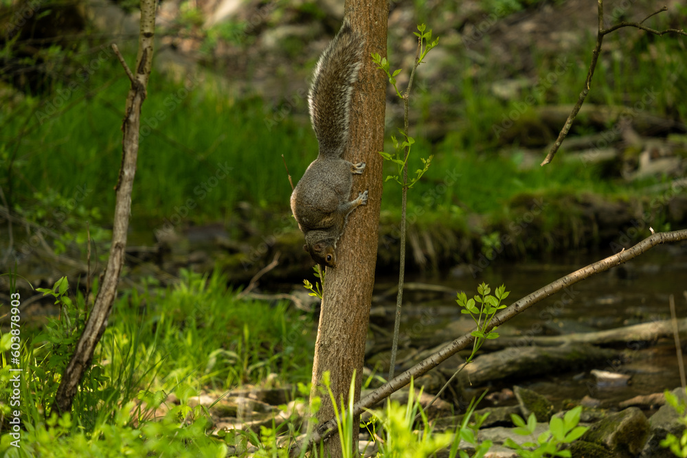Squirrel on a tree Squirrel on a tree