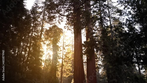 Incredible Giant Sequoia trees, some of the oldest and largest trees on earth. Kings Canyon National Park