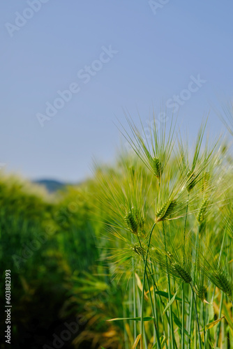初夏の風物詩 美しい麦畑