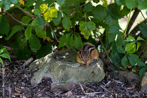 chipmunk on a rock