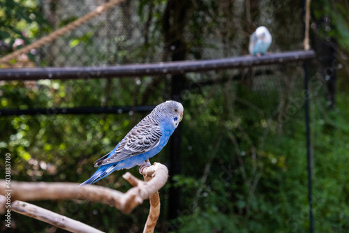 bird on a branch