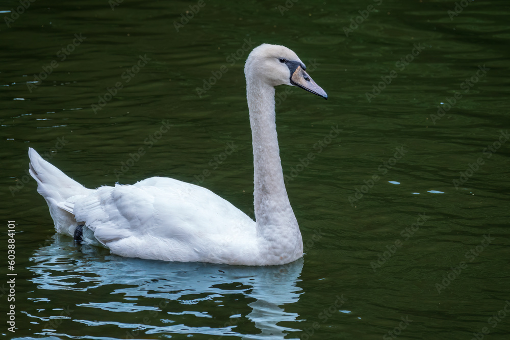 A graceful white swan swimming on a lake with dark water. The white swan is reflected in the water