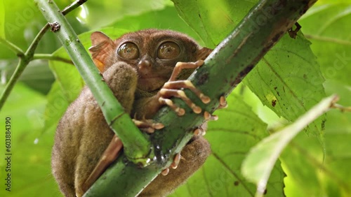 The unique and cute looking Tarsier. Shot on Bohol Philippines. photo