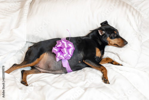 Pregnant pygmy pinscher dog with bow on belly resting on bed